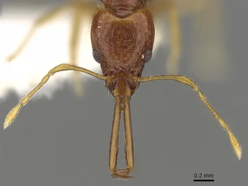 Acanthognathus brevicornis specimen CASENT0280684 image casent0280684_3