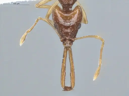 Acanthognathus brevicornis specimen ECOFOG-IT14-0116-45 image ecofog-it14-0116-45_2