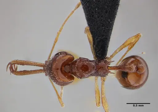 Acanthognathus brevicornis specimen UFV-LABECOL-009219 image ufv-labecol-009219_1