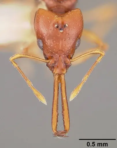 Acanthognathus brevicornis specimen USNMENT00442040 image usnment00442040_2