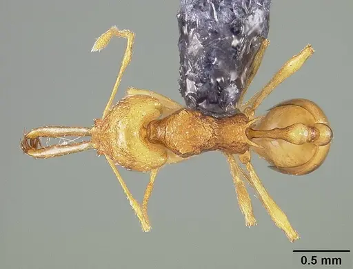 Acanthognathus lentus specimen USNMENT00445715 image usnment00445715_1