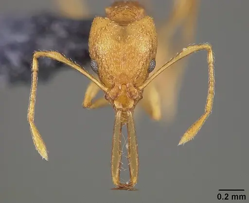 Acanthognathus lentus specimen USNMENT00445715 image usnment00445715_2