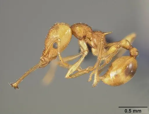 Acanthognathus lentus specimen USNMENT00445715 image usnment00445715_3