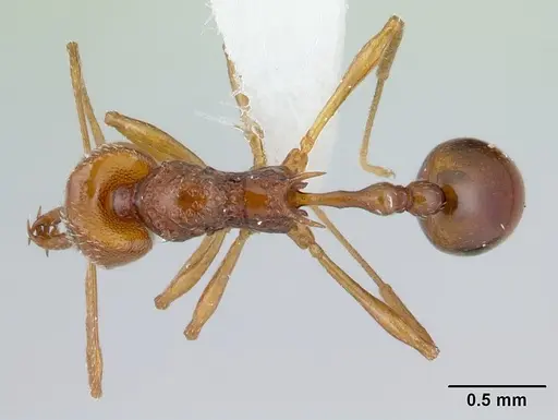 Acanthognathus ocellatus specimen CASENT0178718 image casent0178718_1