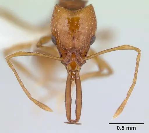 Acanthognathus ocellatus specimen CASENT0178718 image casent0178718_2