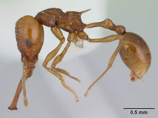 Acanthognathus ocellatus specimen CASENT0178718 image casent0178718_3