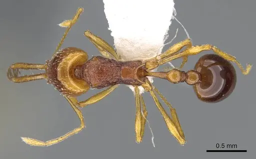 Acanthognathus ocellatus specimen CASENT0914660 image casent0914660_1