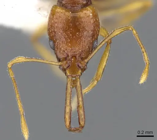 Acanthognathus ocellatus specimen CASENT0914660 image casent0914660_2