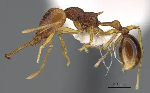Acanthognathus ocellatus specimen CASENT0914660 image casent0914660_3