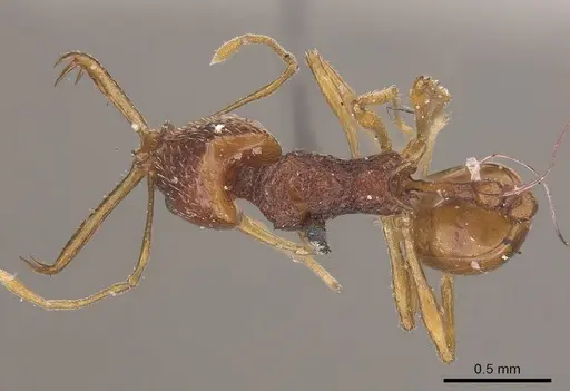 Acanthognathus ocellatus specimen CASENT0919583 image casent0919583_1