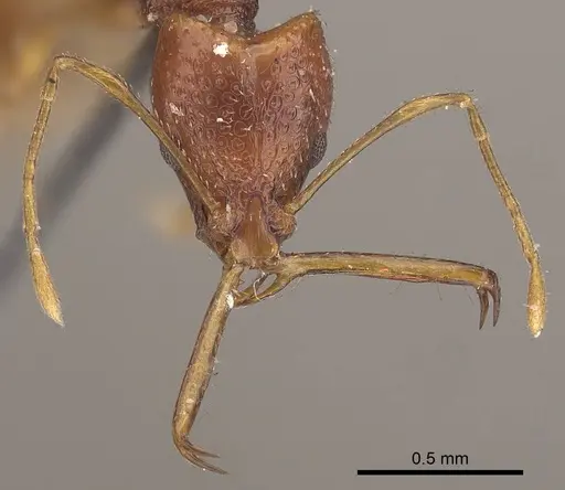 Acanthognathus ocellatus specimen CASENT0919583 image casent0919583_2