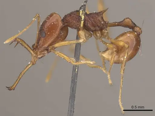 Acanthognathus ocellatus specimen CASENT0919583 image casent0919583_3