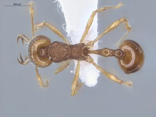 Acanthognathus ocellatus specimen ECOFOG-IT14-0954-40 image ecofog-it14-0954-40_1