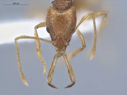 Acanthognathus ocellatus specimen ECOFOG-IT14-0954-40 image ecofog-it14-0954-40_2