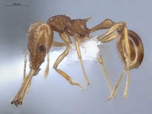 Acanthognathus ocellatus specimen ECOFOG-IT14-0954-40 image ecofog-it14-0954-40_3