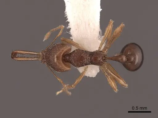 Acanthognathus ocellatus specimen FMNHINS0000047884 image fmnhins0000047884_1