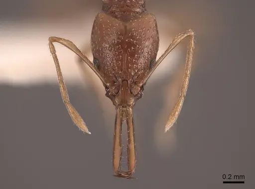Acanthognathus ocellatus specimen FMNHINS0000047884 image fmnhins0000047884_2
