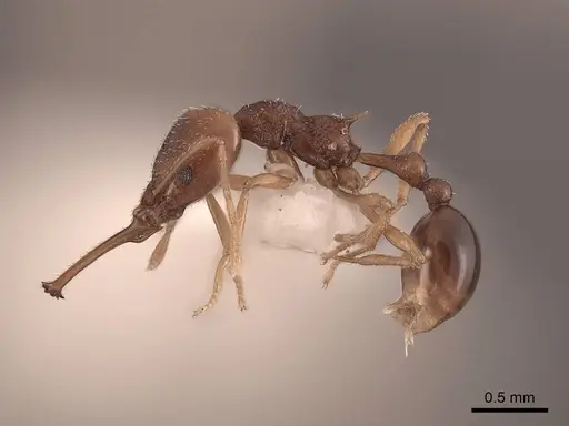 Acanthognathus ocellatus specimen FMNHINS0000047884 image fmnhins0000047884_3