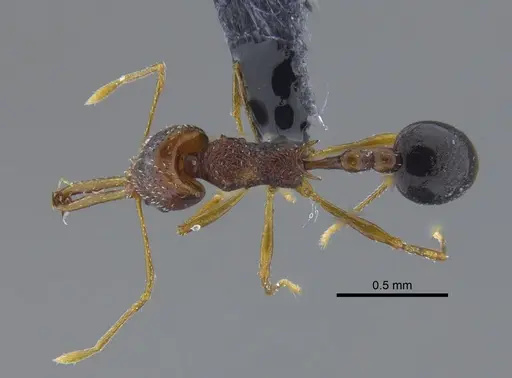 Acanthognathus ocellatus specimen IAVH-E-222611 image iavh-e-222611_1