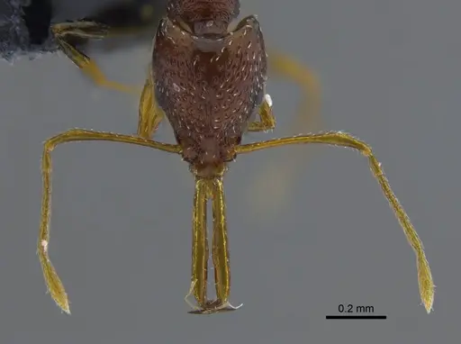 Acanthognathus ocellatus specimen IAVH-E-222611 image iavh-e-222611_2