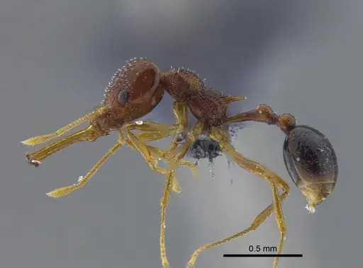 Acanthognathus ocellatus specimen IAVH-E-222611 image iavh-e-222611_3
