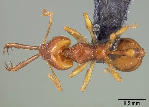 Acanthognathus ocellatus specimen USNMENT00445730 image usnment00445730_1