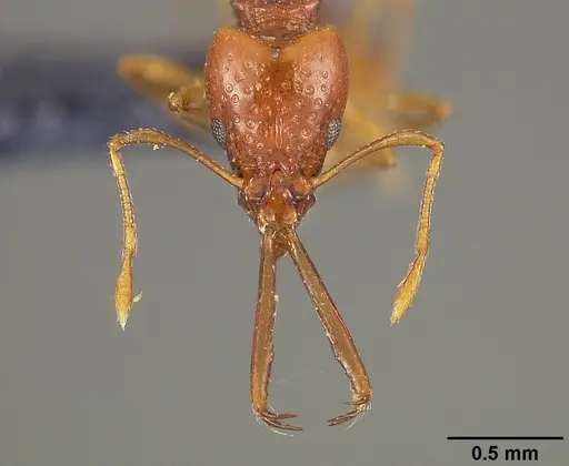 Acanthognathus ocellatus specimen USNMENT00445730 image usnment00445730_2