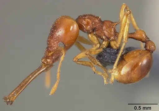 Acanthognathus ocellatus specimen USNMENT00445730 image usnment00445730_3