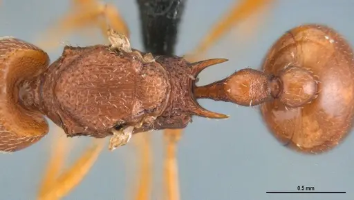 Acanthognathus rudis specimen ANTWEB1032965 image antweb1032965_1