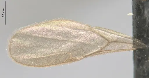 Acanthognathus rudis specimen ANTWEB1032965 image antweb1032965_2