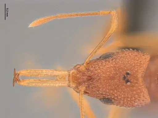 Acanthognathus rudis specimen ANTWEB1032965 image antweb1032965_3