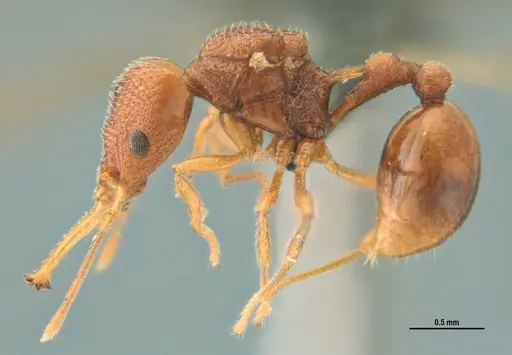 Acanthognathus rudis specimen ANTWEB1032965 image antweb1032965_4