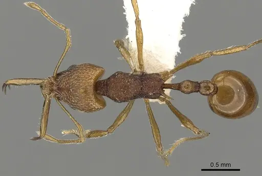 Acanthognathus rudis specimen CASENT0280685 image casent0280685_1