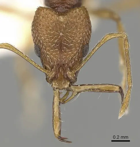 Acanthognathus rudis specimen CASENT0280685 image casent0280685_2
