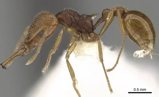Acanthognathus rudis specimen CASENT0280685 image casent0280685_3