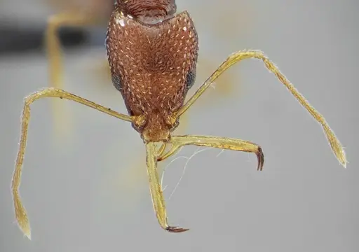 Acanthognathus rudis specimen UFV-LABECOL-004828 image ufv-labecol-004828_1