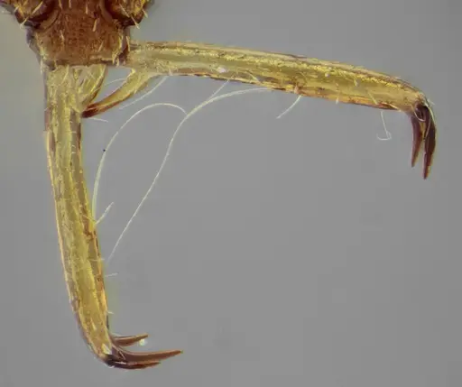 Acanthognathus rudis specimen UFV-LABECOL-004828 image ufv-labecol-004828_2