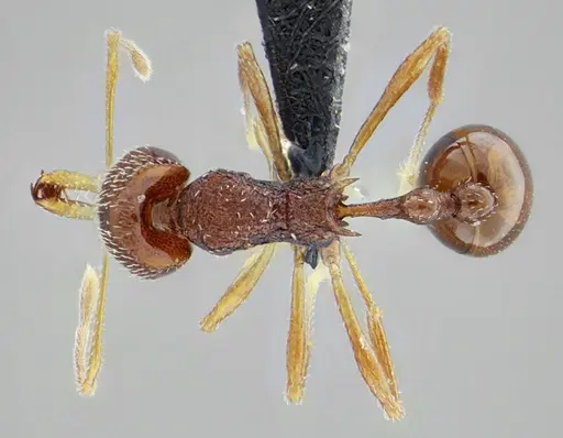 Acanthognathus rudis specimen UFV-LABECOL-004829 image ufv-labecol-004829_1