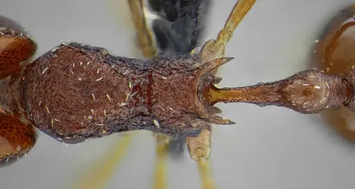 Acanthognathus rudis specimen UFV-LABECOL-004829 image ufv-labecol-004829_2