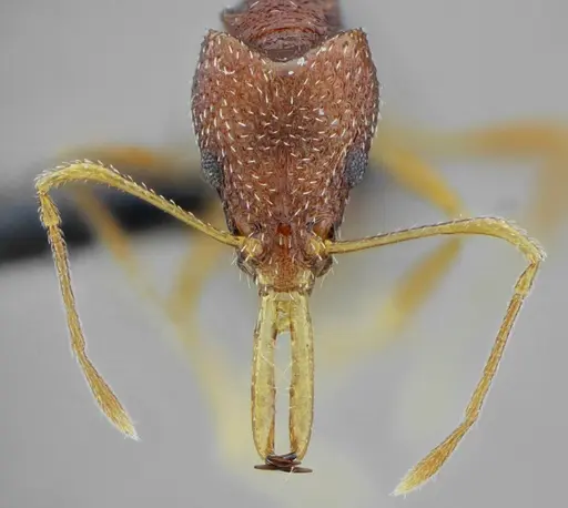 Acanthognathus rudis specimen UFV-LABECOL-004829 image ufv-labecol-004829_3