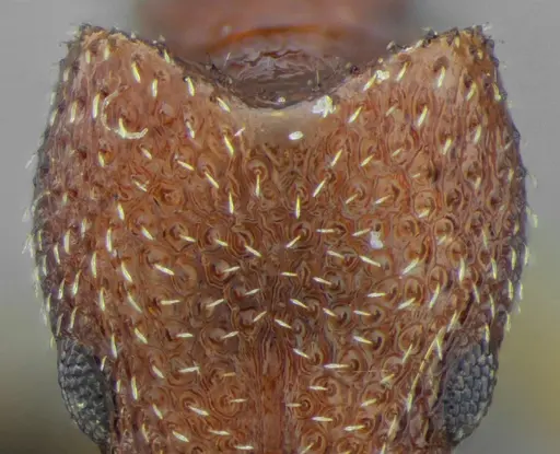 Acanthognathus rudis specimen UFV-LABECOL-004829 image ufv-labecol-004829_4