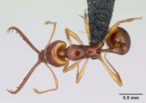 Acanthognathus teledectus specimen CASENT0039799 image casent0039799_1