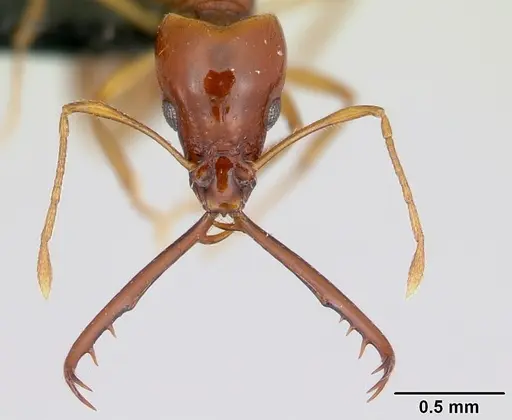 Acanthognathus teledectus specimen CASENT0039799 image casent0039799_2