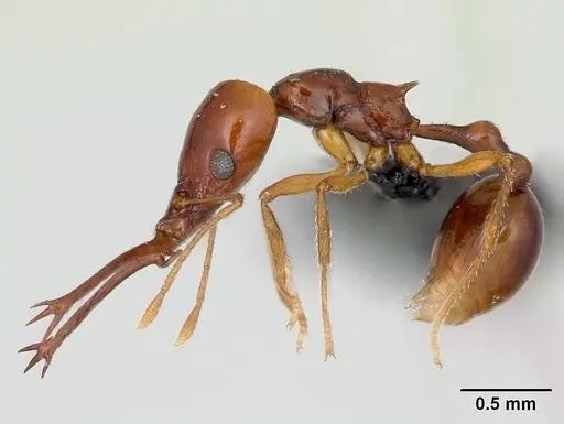 Acanthognathus teledectus specimen CASENT0039799 image casent0039799_3