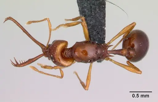 Acanthognathus teledectus specimen CASENT0039800 image casent0039800_1