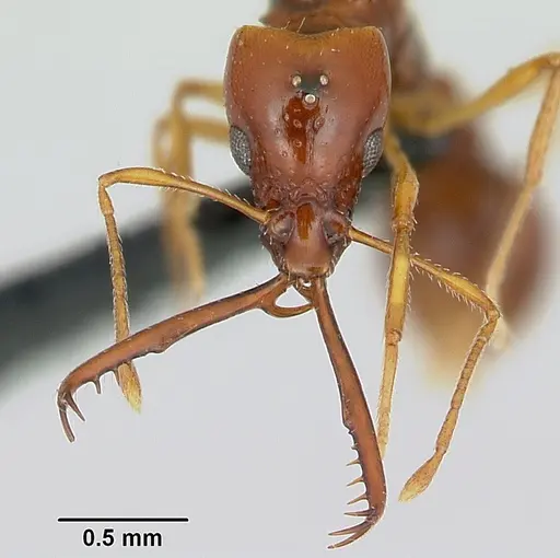 Acanthognathus teledectus specimen CASENT0039800 image casent0039800_2