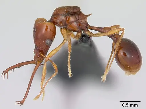 Acanthognathus teledectus specimen CASENT0039800 image casent0039800_3