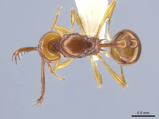 Acanthognathus teledectus specimen CASENT0637055 image casent0637055_1