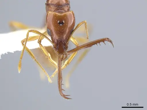 Acanthognathus teledectus specimen CASENT0637055 image casent0637055_2