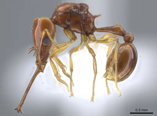 Acanthognathus teledectus specimen CASENT0637055 image casent0637055_3